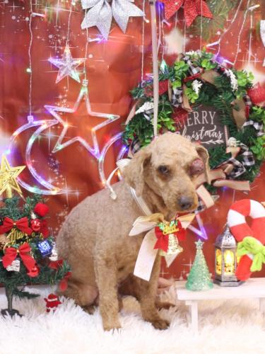 20231201ロンくん